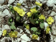 Ranunculus hybridus