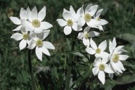 Anemone narcissiflora