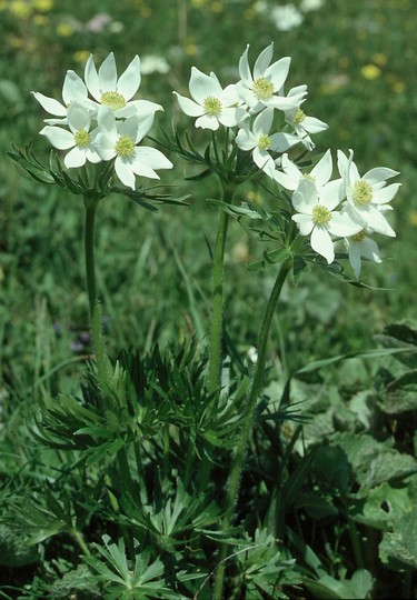 Anemone narcissiflora