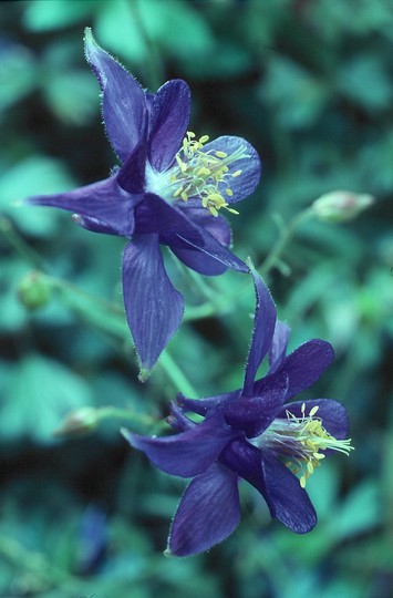 Aquilegia thalictrifolium