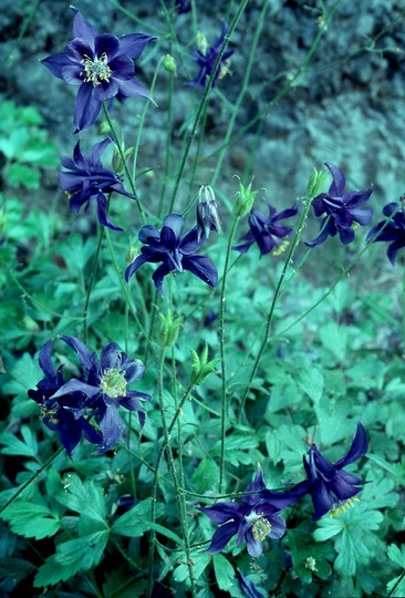 Aquilegia thalictrifolium