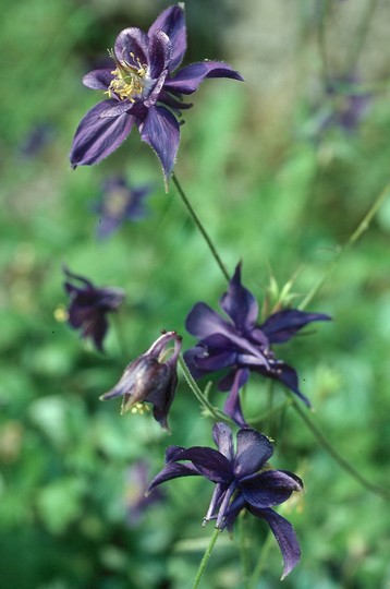 Aquilegia thalictrifolium