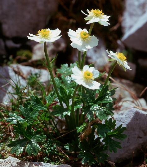 Ranunculus sp.2