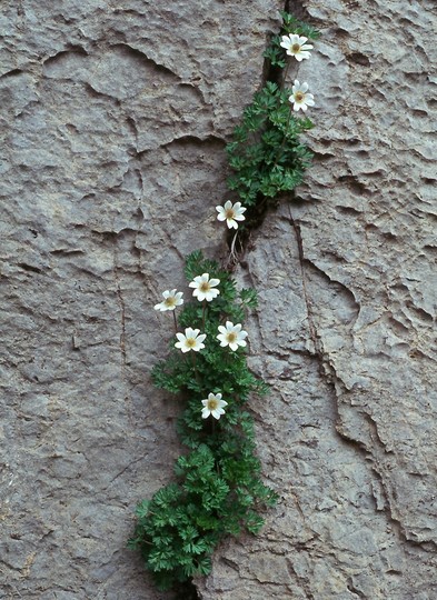 Callianthemum coriandrifolium