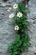 Callianthemum coriandrifolium