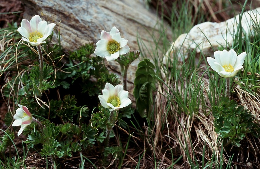 Anemone baldensis