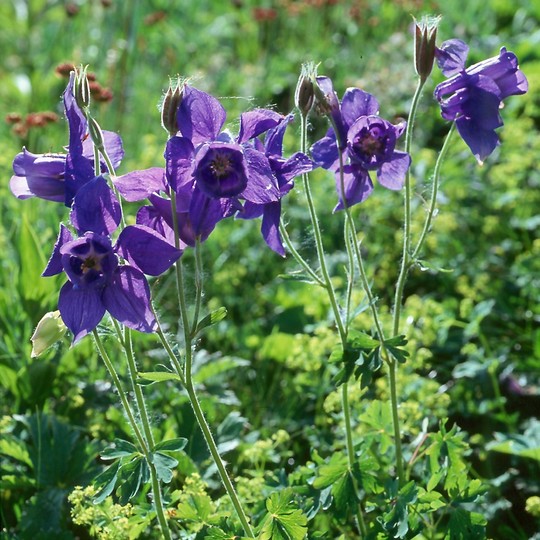 Aquilegia alpina