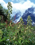 Aconitum vulparia