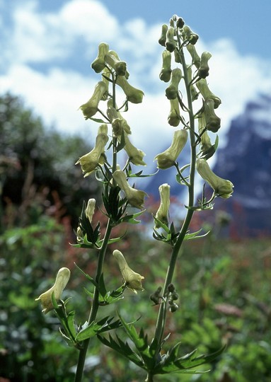 Aconitum vulparia