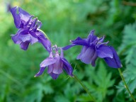 Aquilegia alpina