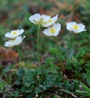 Ranunculus traunfellneri