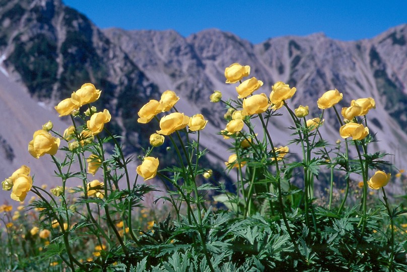 Trollius europaeus