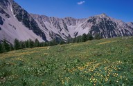 Trollius europaeus