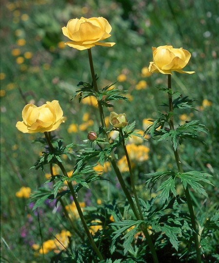 Trollius europaeus