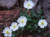 Ranunculus traunfellneri