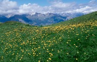 Trollius europaeus