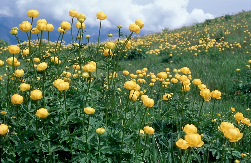 Trollius europaeus