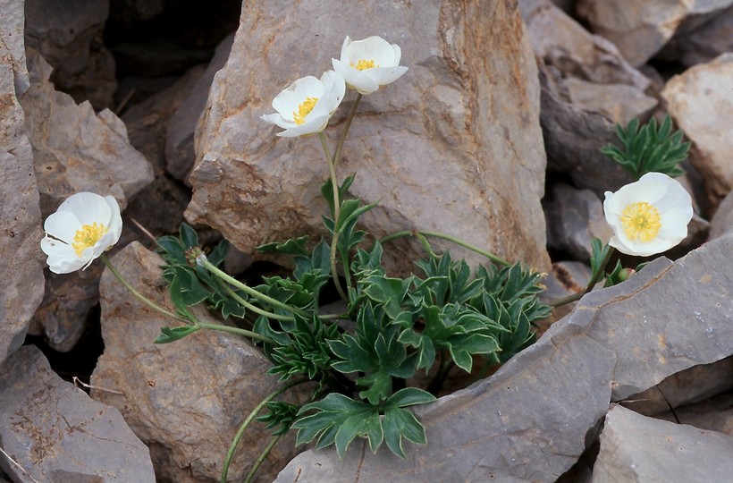 Ranunculus seguieri?