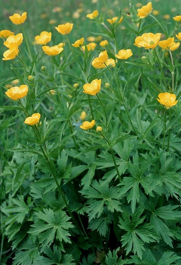 Ranunculus acris