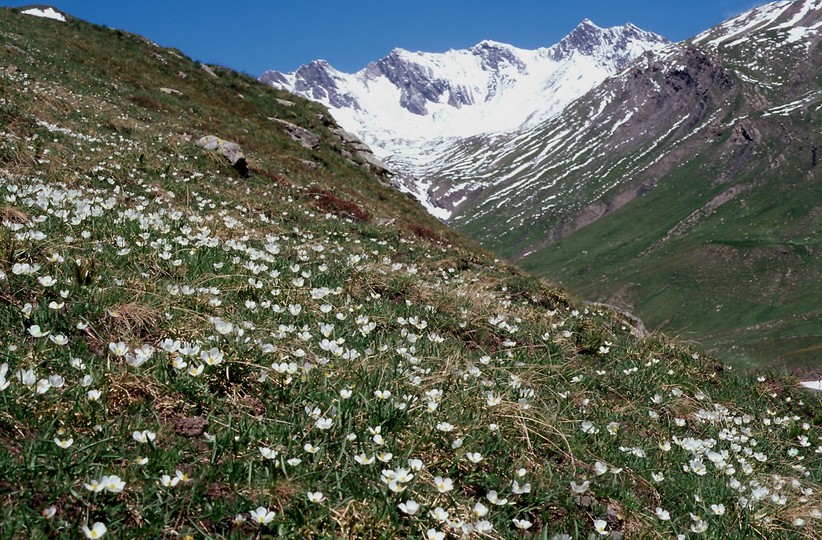 Ranunculus pyrenaeus