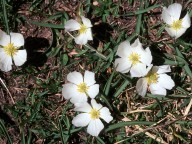 Ranunculus pyrenaeus