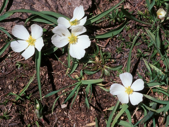 Ranunculus pyrenaeus