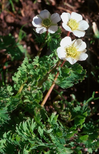 Callianthemum coriandrifolium