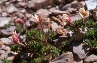 Anemone baldensis