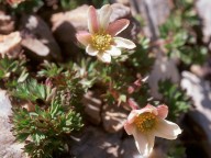 Anemone baldensis