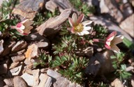 Anemone baldensis