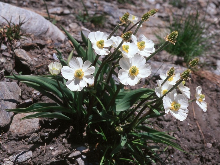 Ranunculus pyrenaeus