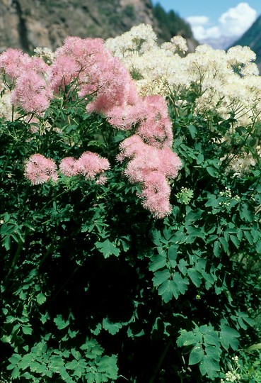 Thalictrum aquilegiifolium