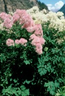 Thalictrum aquilegiifolium