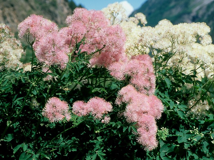 Thalictrum aquilegiifolium