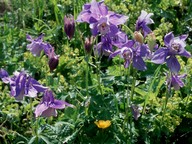 Aquilegia alpina