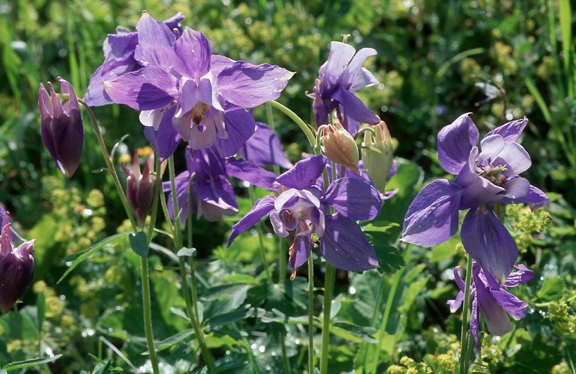 Aquilegia alpina