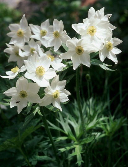 Anemone narcissiflora