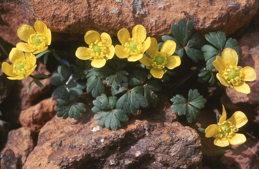 Ranunculus cadmicus ssp. cyprius