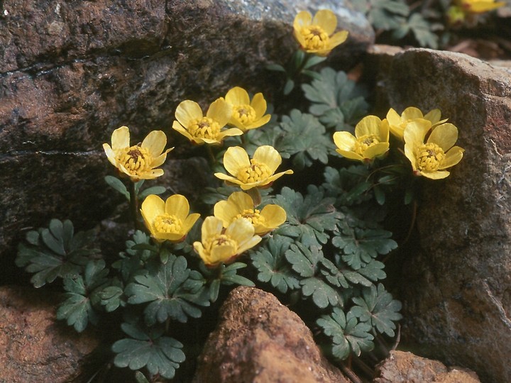 Ranunculus cadmicus ssp. cyprius