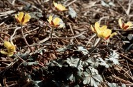 Ranunculus cadmicus ssp. cyprius