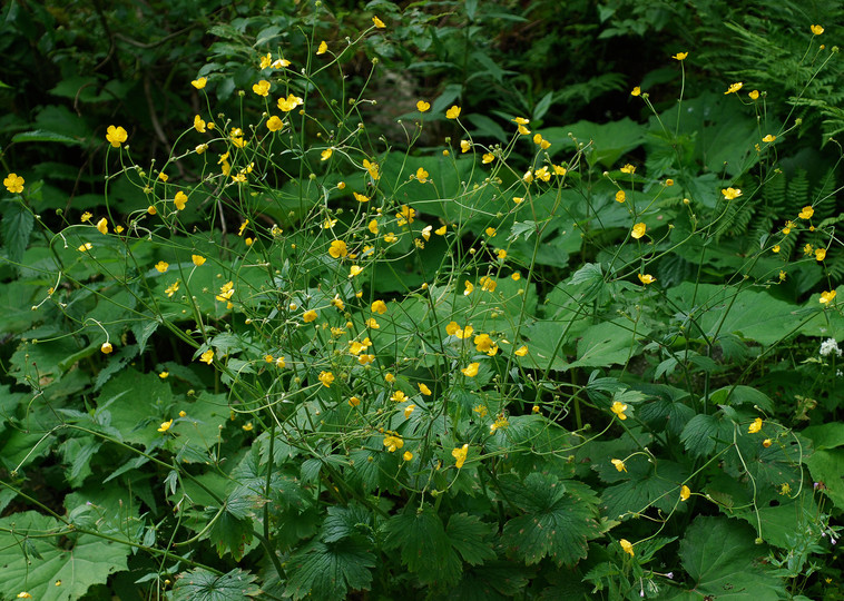 Ranunculus lanuginosus