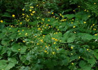 Ranunculus lanuginosus