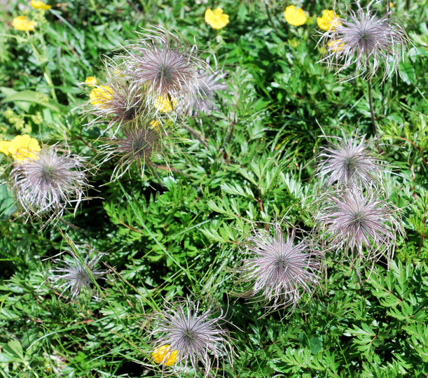 Pulsatilla alpina