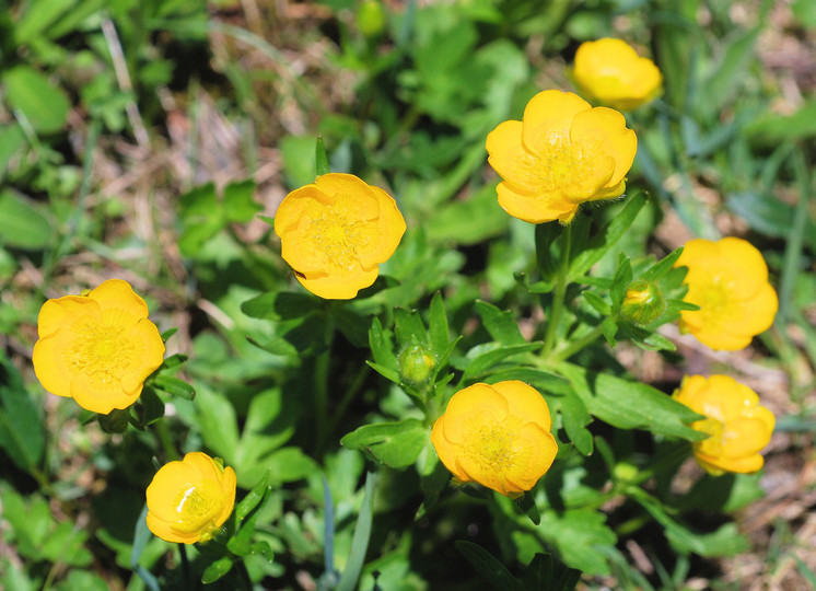 Ranunculus montanus