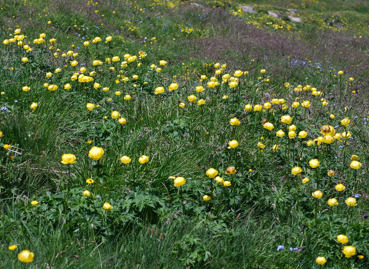 Trollius europaeus