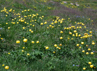 Trollius europaeus