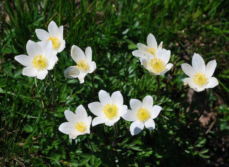 Pulsatilla alpina