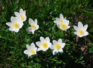 Pulsatilla alpina