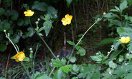 Ranunculus lanuginosus