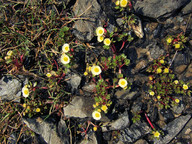 Ranunculus glacialis